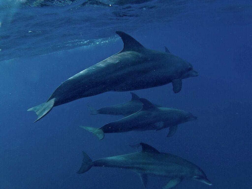 Dolphin Safari Lodge Mahonda Luaran gambar