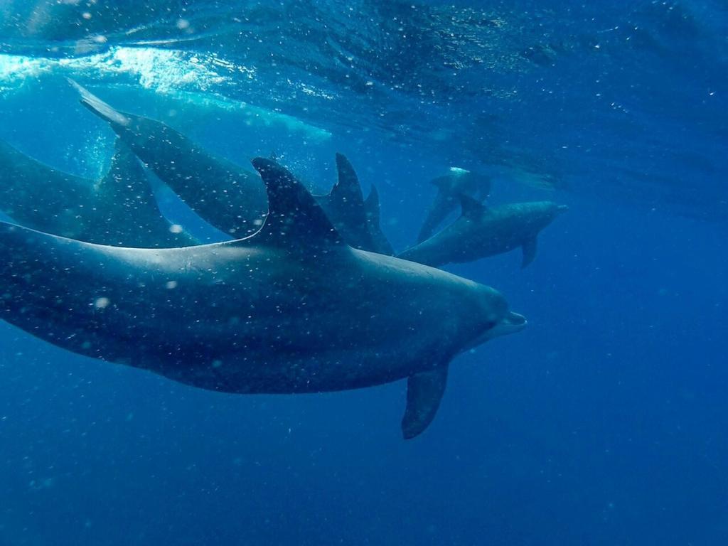 Dolphin Safari Lodge Mahonda Luaran gambar