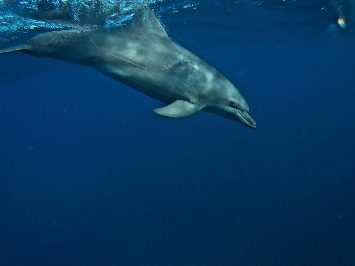 Dolphin Safari Lodge Mahonda Luaran gambar